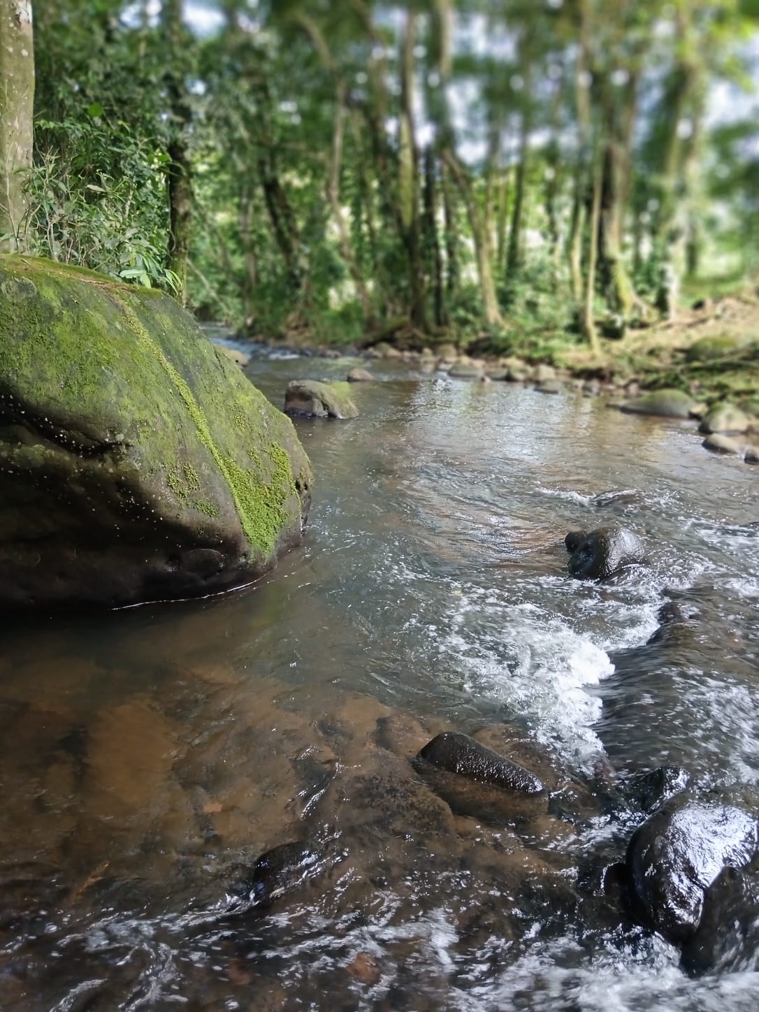 Bosque alrededor de la cabaña